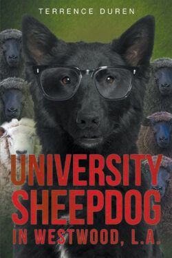 University Sheepdog in Westwood, L.A.